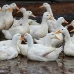 Утки порода Благоварские