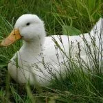 Утка на свободном выпасе