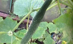 Изумрудный поток