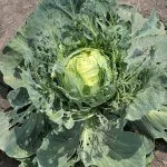 Вредители капусты