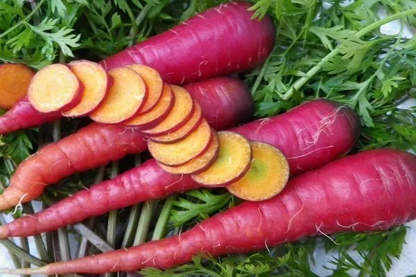 Фиолетовая морковь: характеристики, фото, сорта, выращивание, отзывыогородников