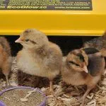 Цыплята Легбар