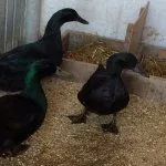 Кормление уток