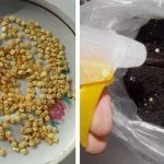 Семена перца