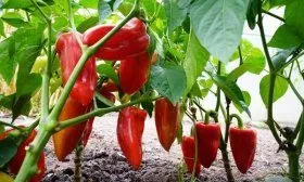 Перец Джипси