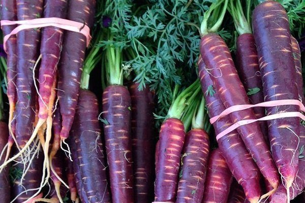 Фиолетовая морковь: характеристики, фото, сорта, выращивание, отзывыогородников