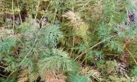 Фомоз на укропе