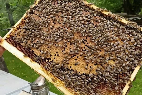 Леток с пчелами