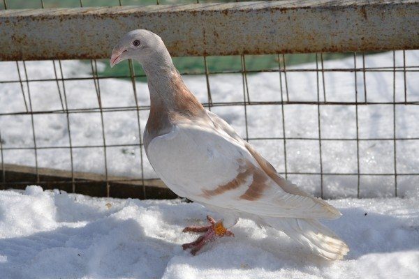 Картинки голубь с розой в клюве