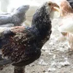 Порода кур Гилянская