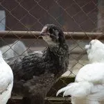 Гилянские куры