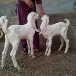 Молодые козы Голаби