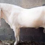 Козел Голаби