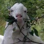 Питание коз Голаби