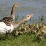 Гуси с птенцами