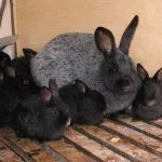 Крольчиха с крольчатами