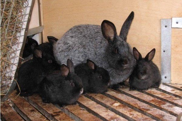 Крольчиха с крольчатами