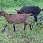 Сейблы (цветные Зааненские козы)