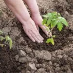 Высадка рассады в грунт