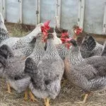 Куры Легбар во дворике