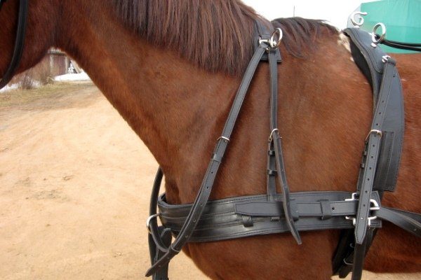 Как собственноручно запрягать коня в повозку и строить телегу для лошади