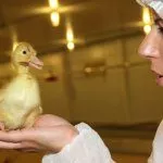 Выбор утенка