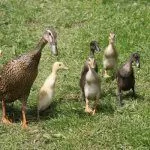 Утки с утятами