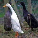 Утка Индийский бегунок