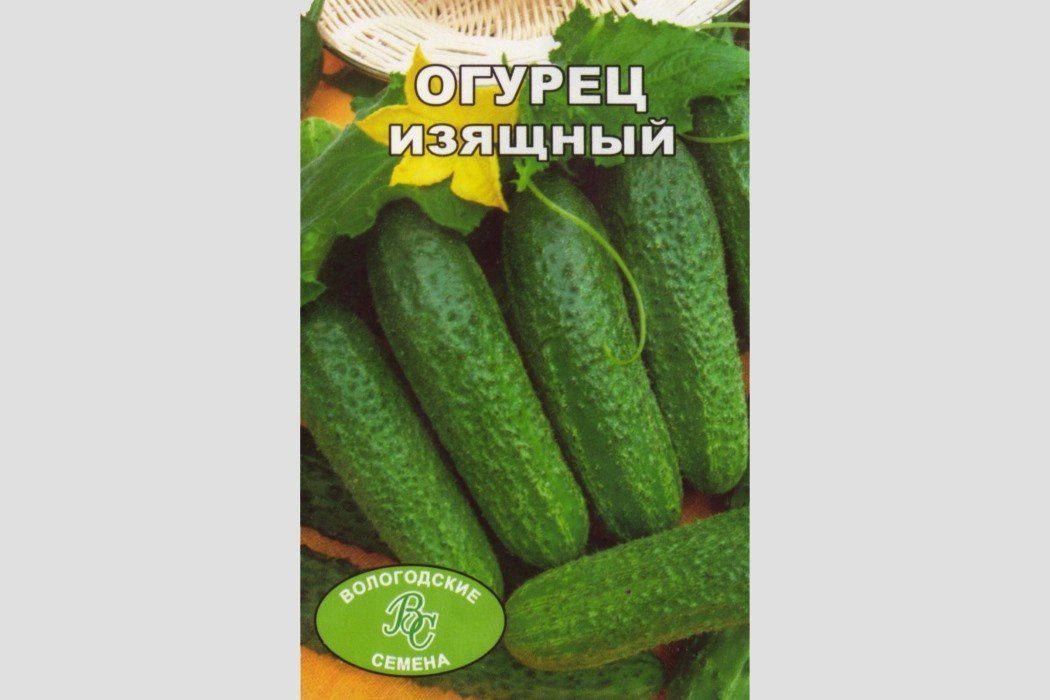 Огурец изящный фото и описание