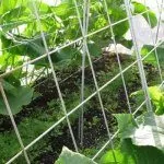 Огурцы на сетке