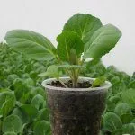 Рассада капусты