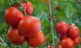 Томат сорта Клуша