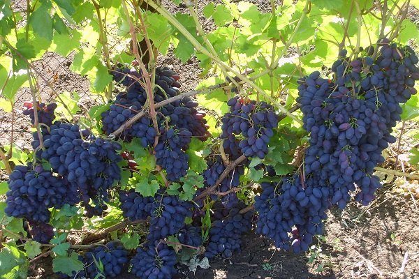 Как вырастить виноград кодрянка