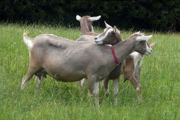 Тоггебургские козы