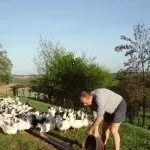 Кормление уток