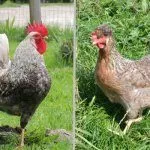 Куры Легбар