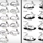 Возрастная линька