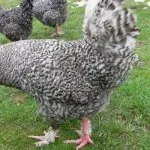 Куры Мехеленская кукушка