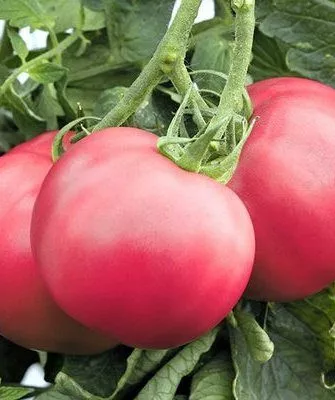 Сорт помидоров Малиновое чудо