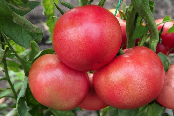 Плоды томатов Малиновое чудо