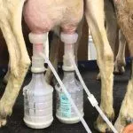 Машинная дойка коз