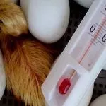 Яйца в инкубаторе