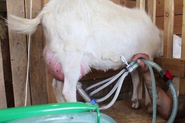 Аппарат для дойки коз