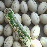 Инкубация яиц