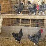 Куры в птичнике