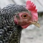 Порода кур Мехеленская кукушка