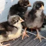 Цыплята кур породы Малин