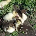 Башкирские утята