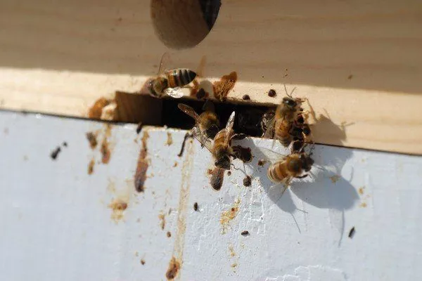 Понос у пчел