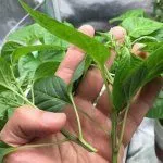 Обрезка перца